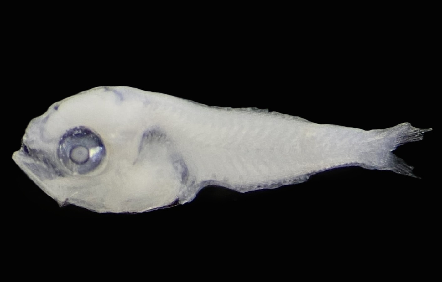 Specimen image