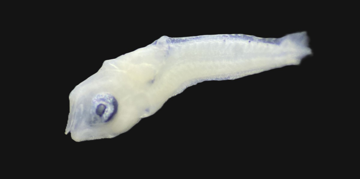 Specimen image