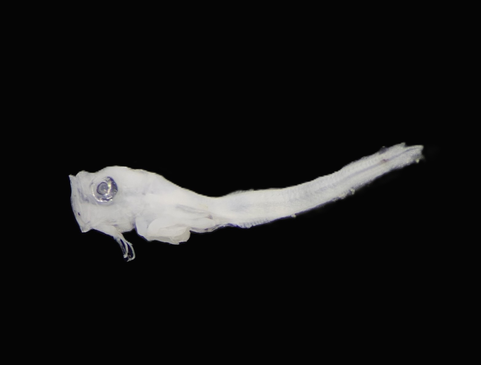 Specimen image