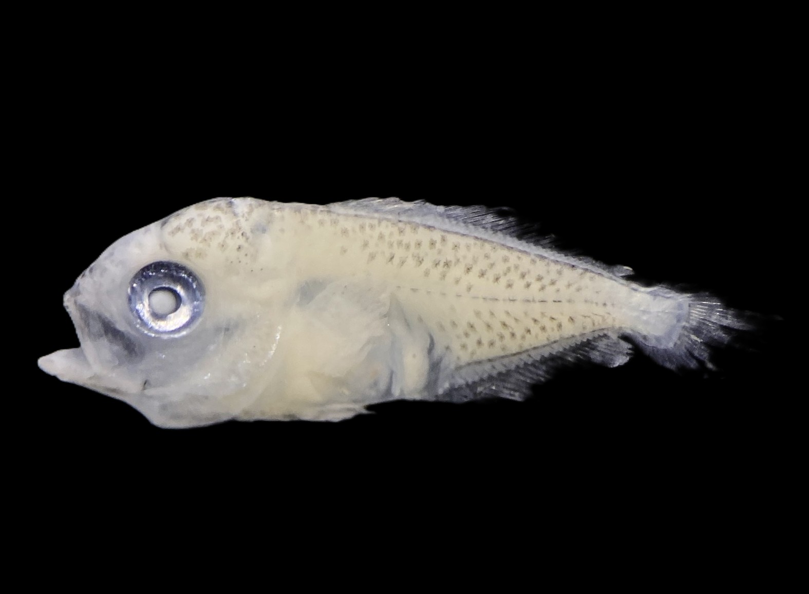 Specimen image