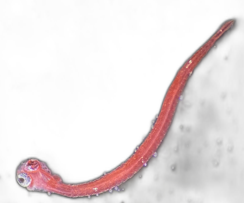 Specimen image