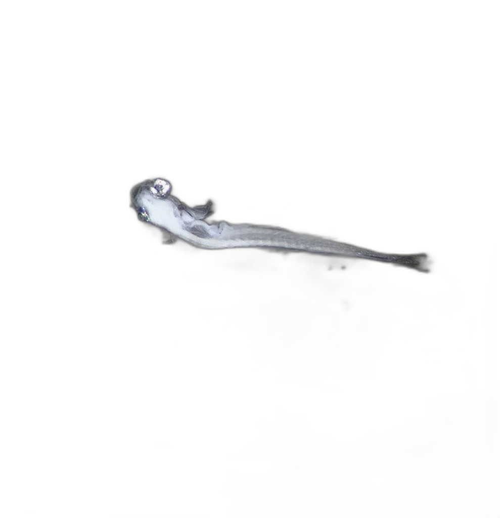 Specimen image