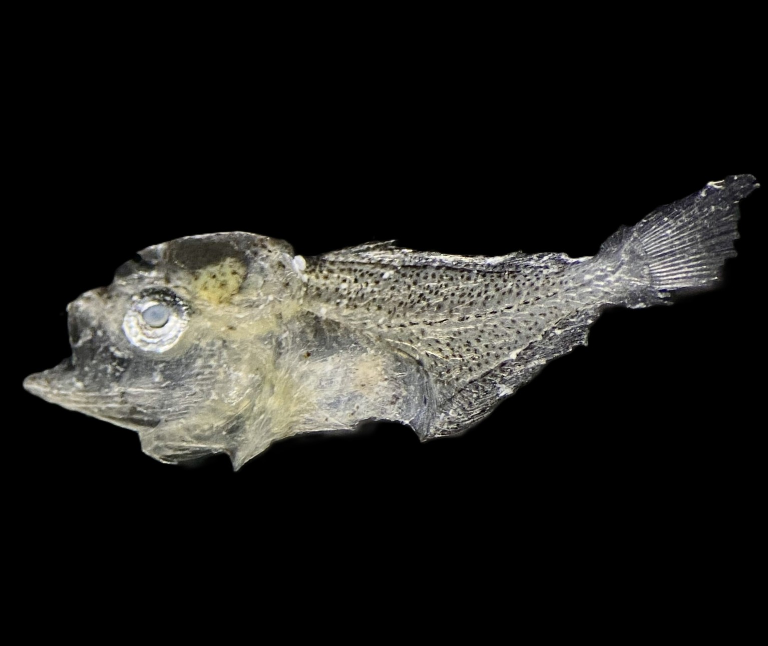 Specimen image