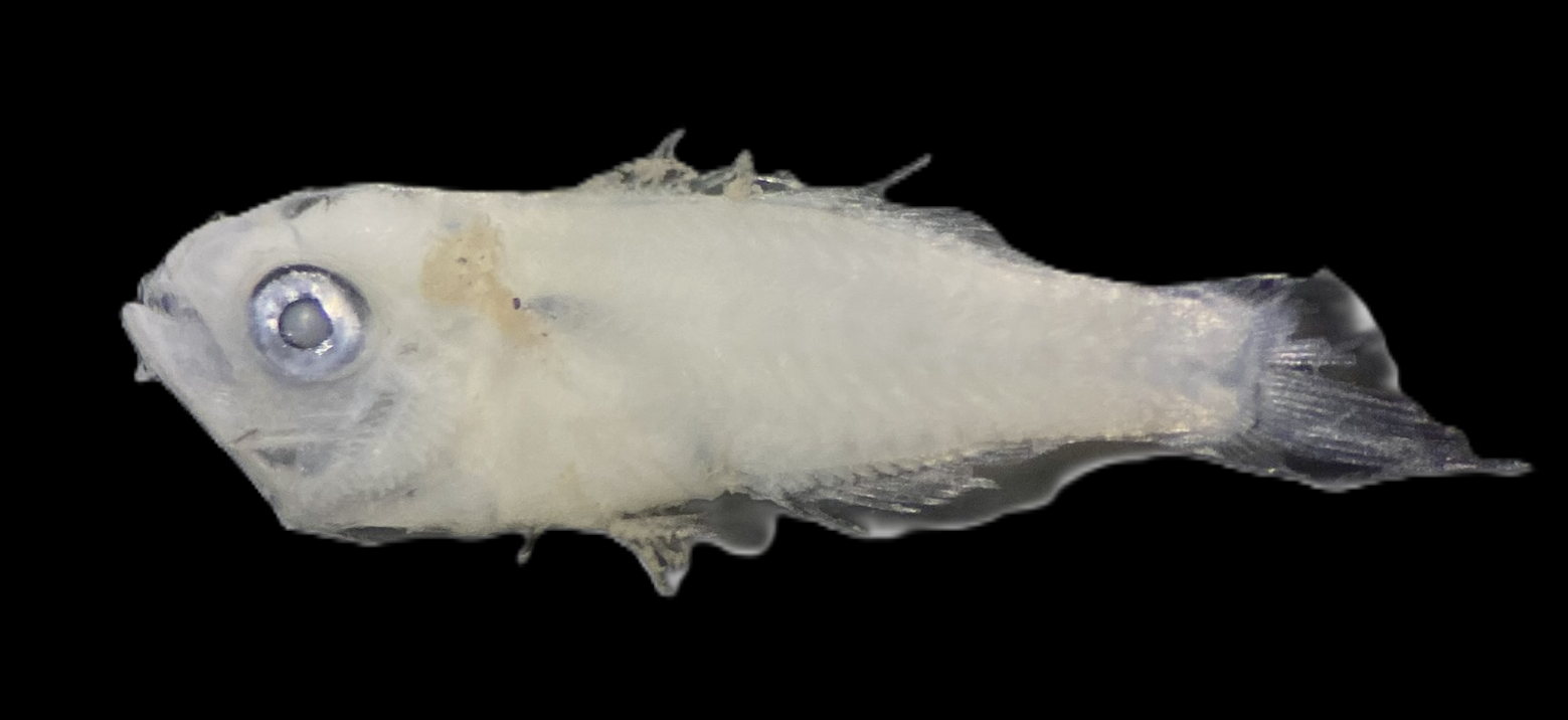 Specimen image
