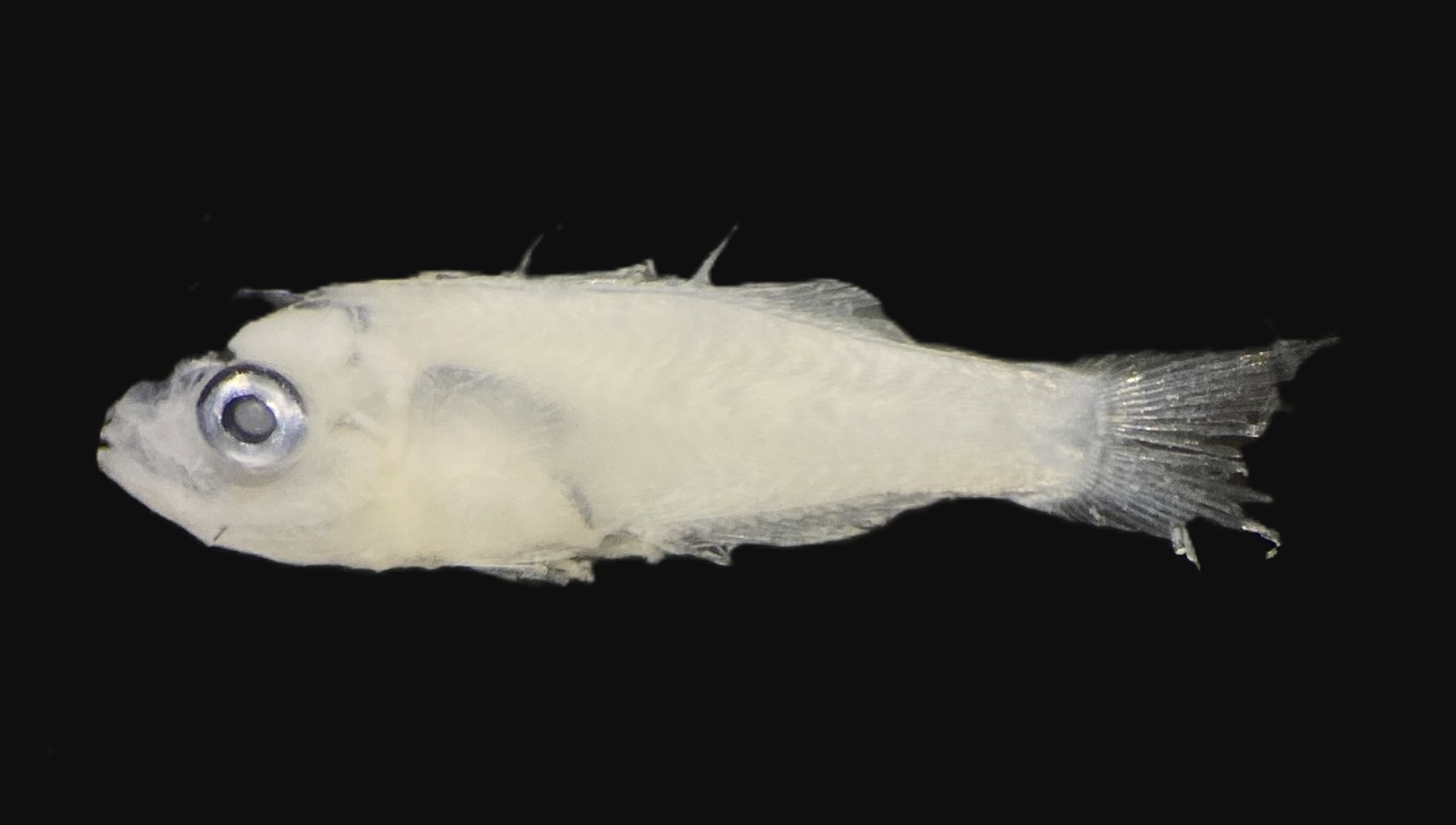 Specimen image