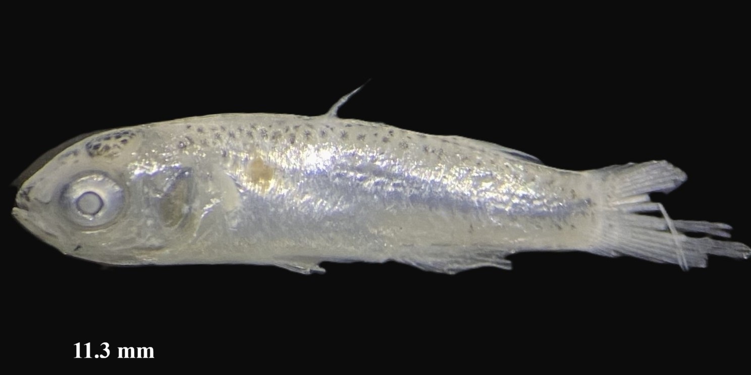 Specimen image