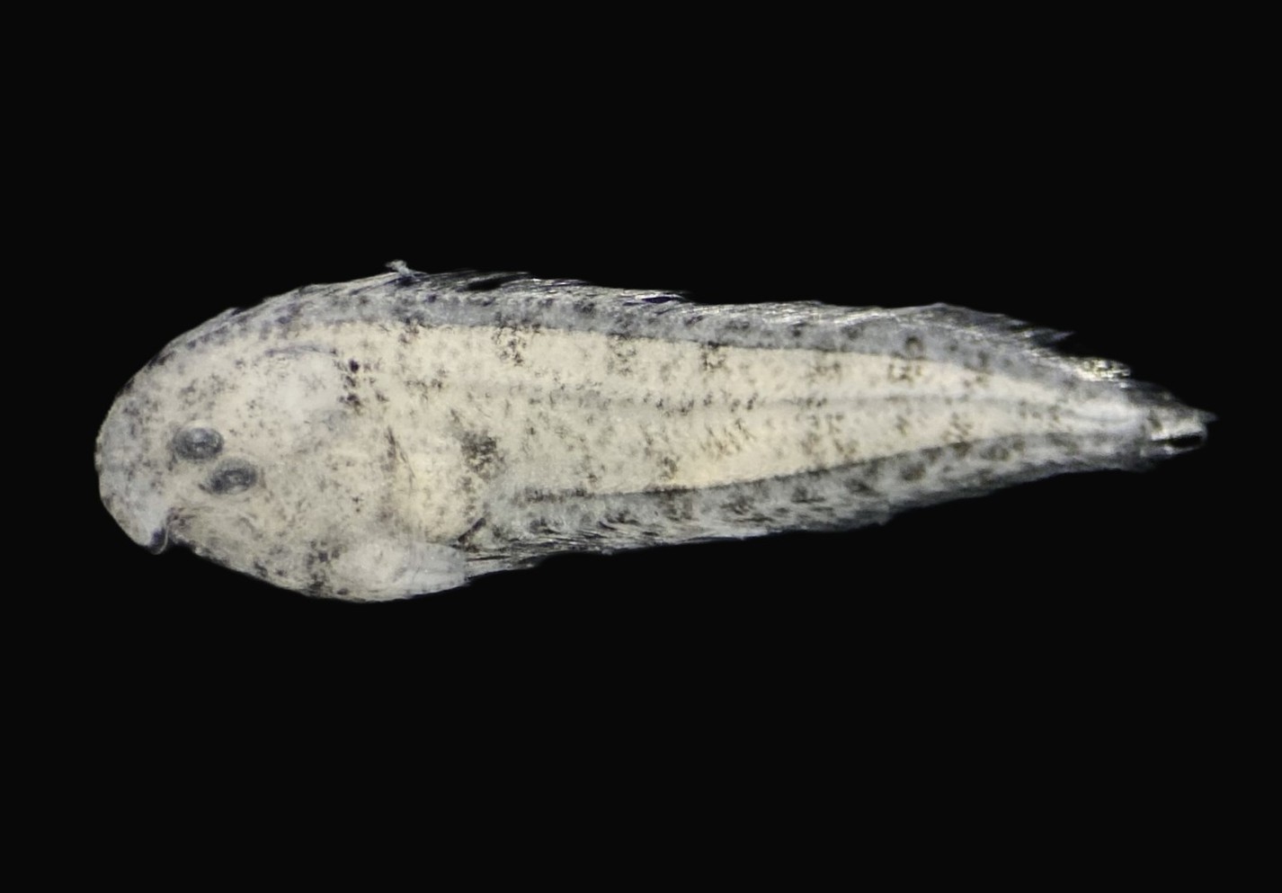 Specimen image