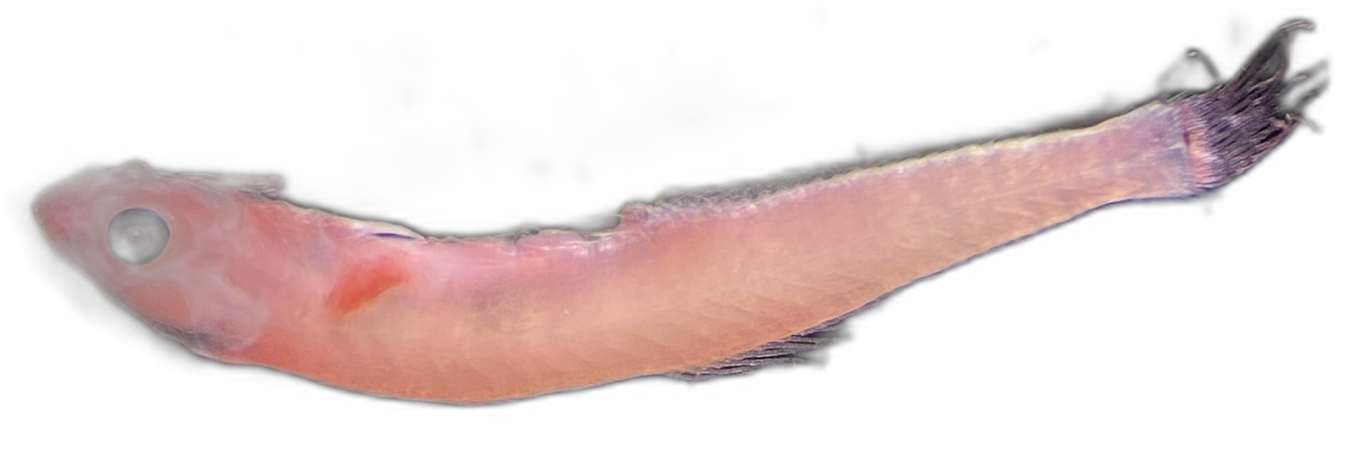 Specimen image