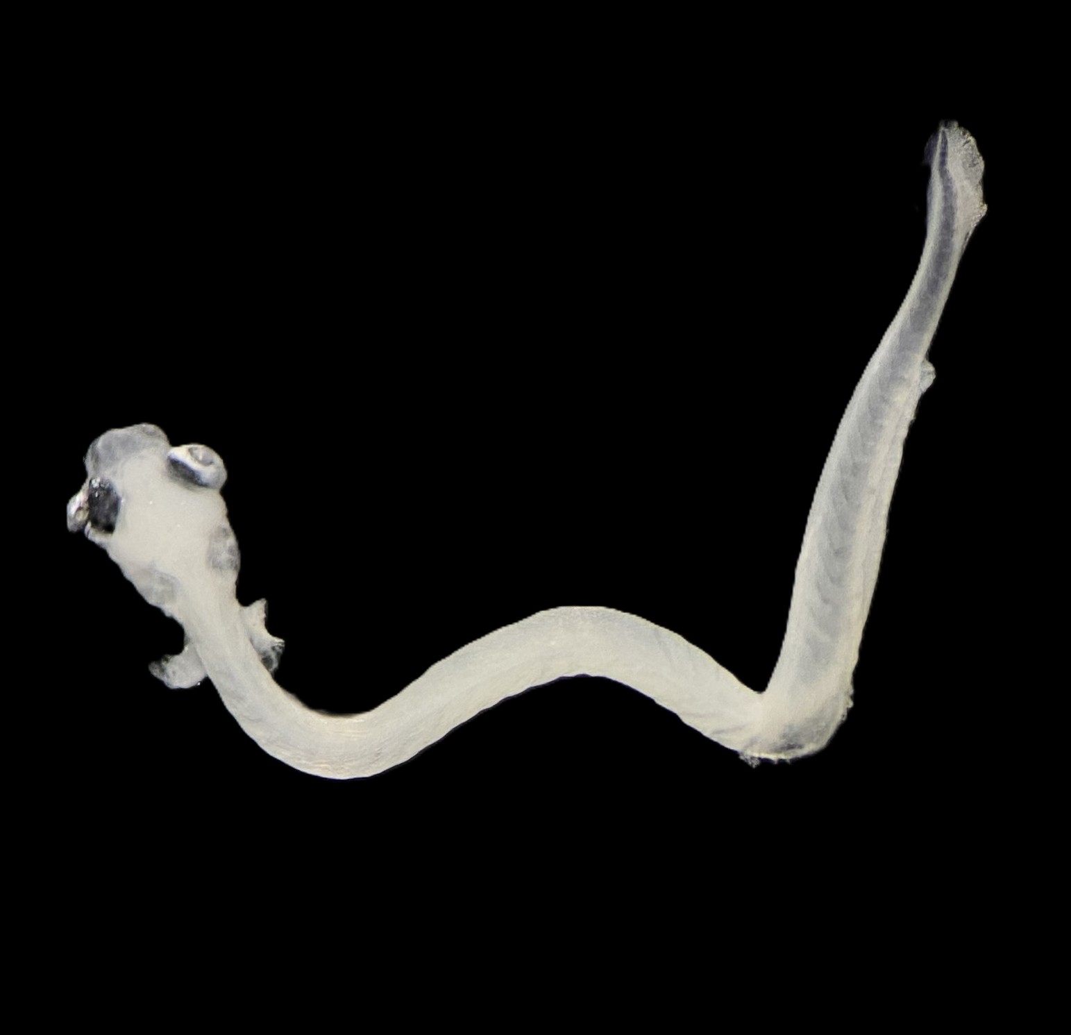 Specimen image