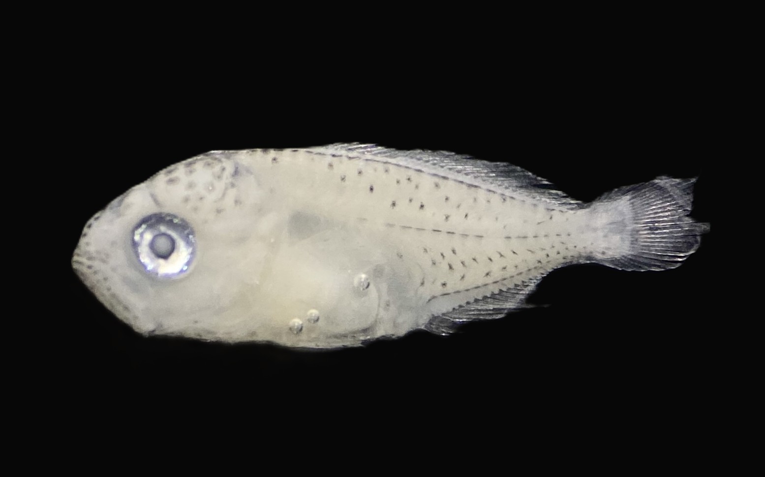 Specimen image