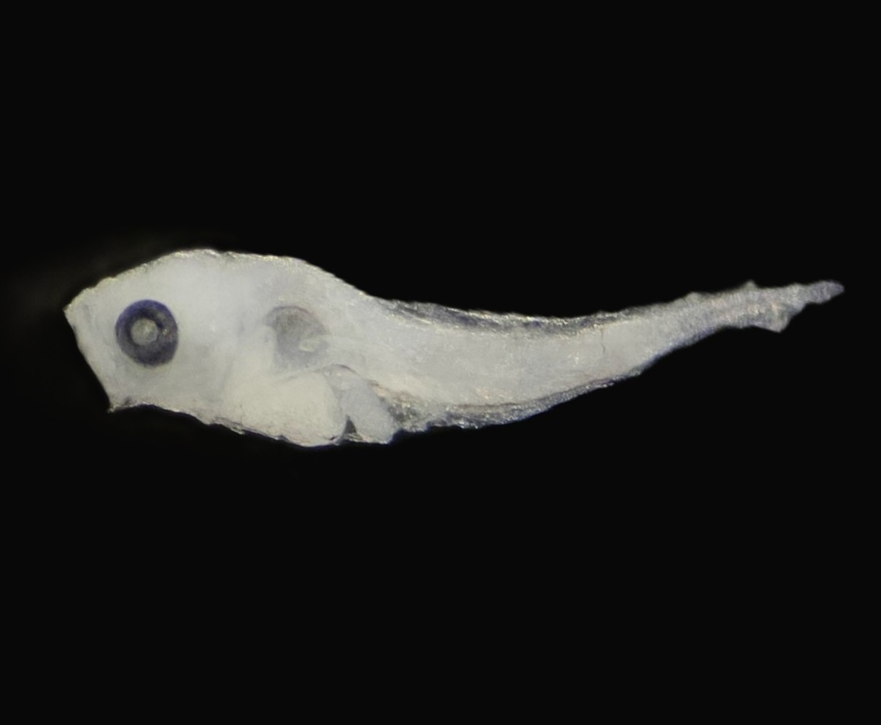 Specimen image