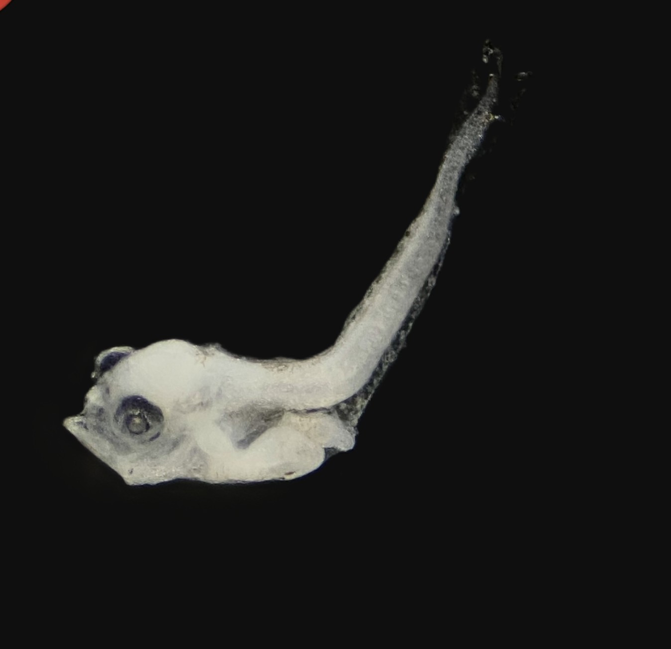 Specimen image