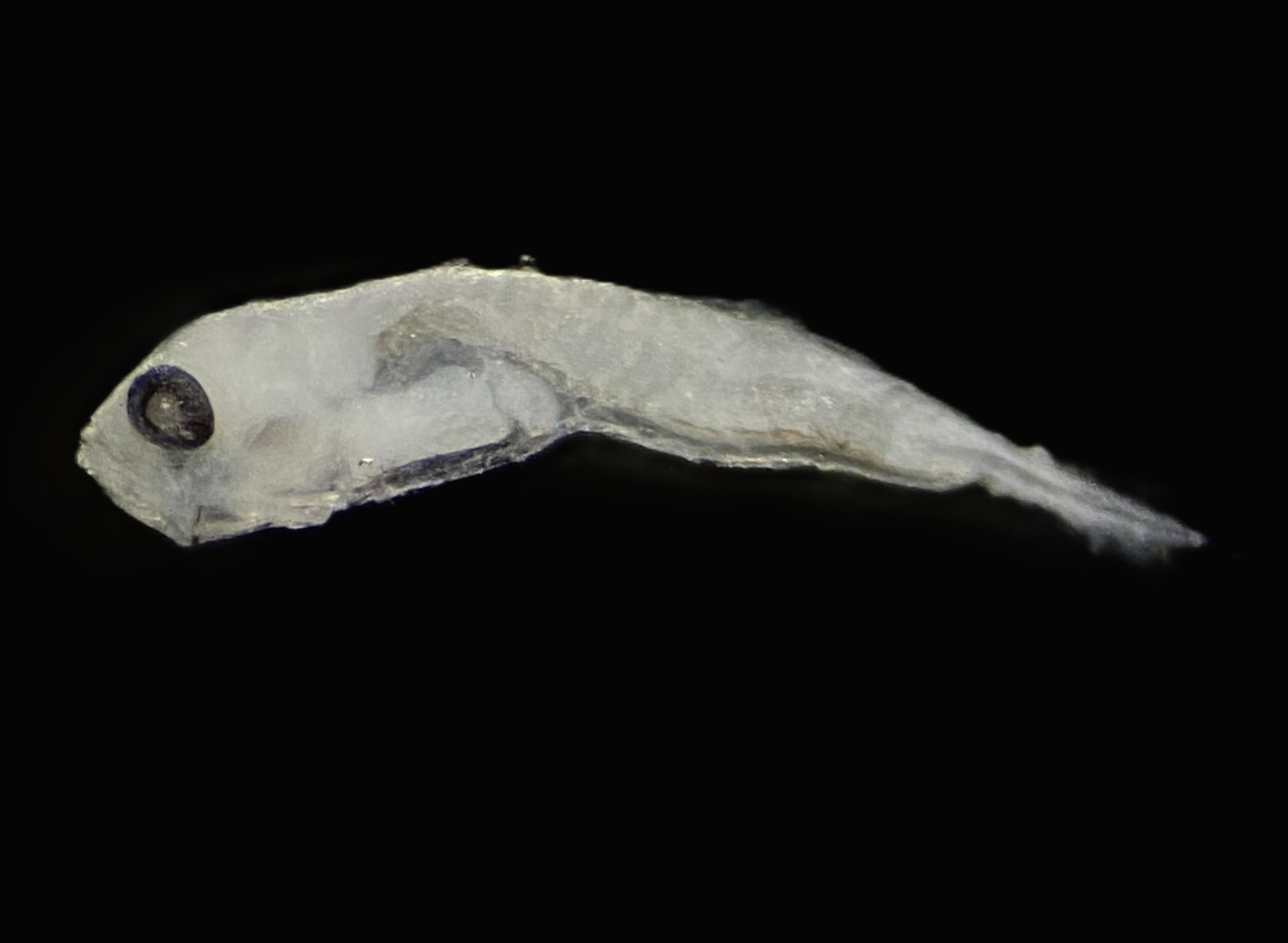 Specimen image