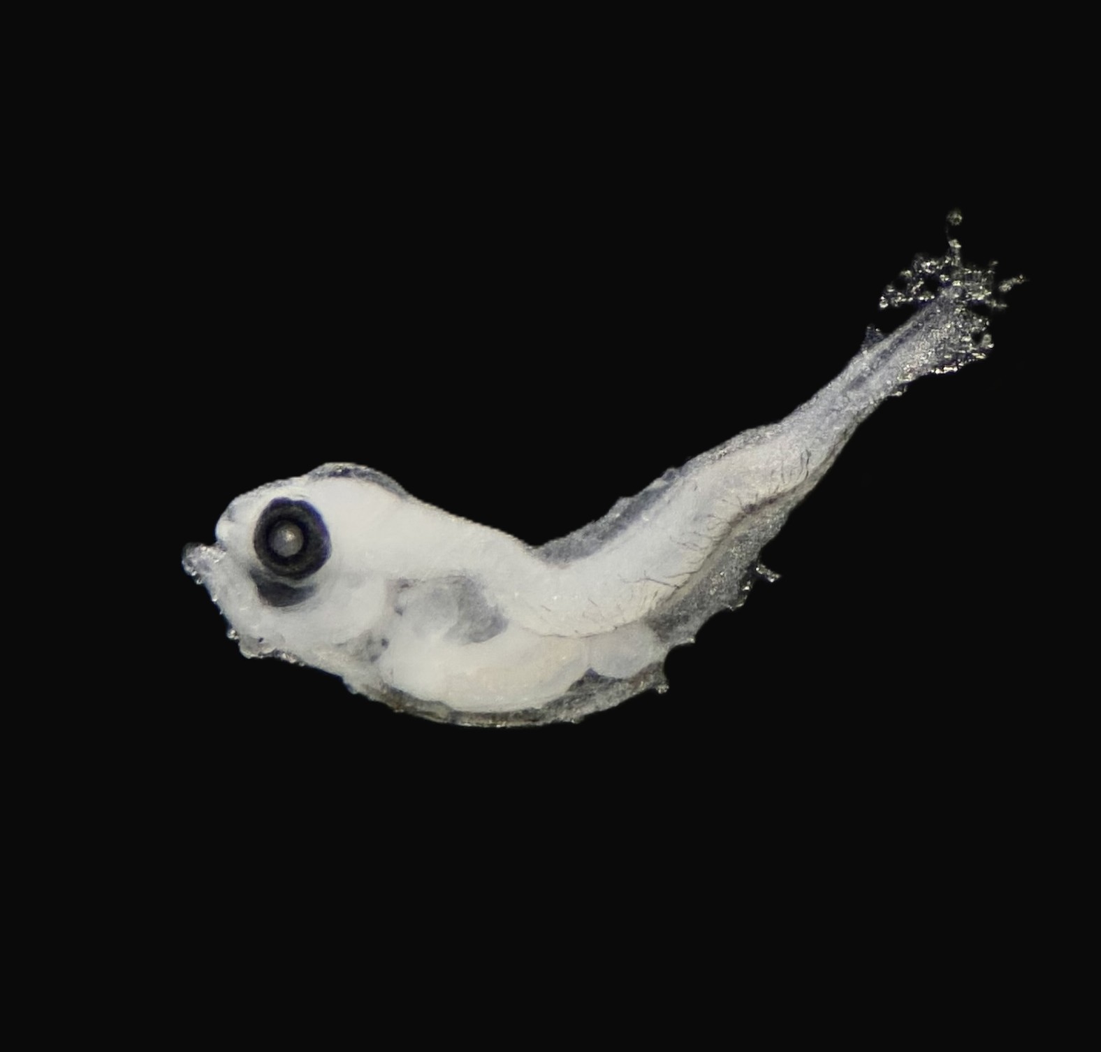 Specimen image