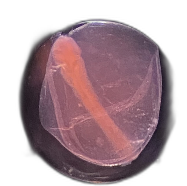 Specimen image