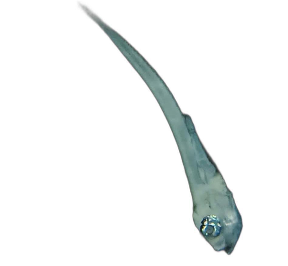 Specimen image