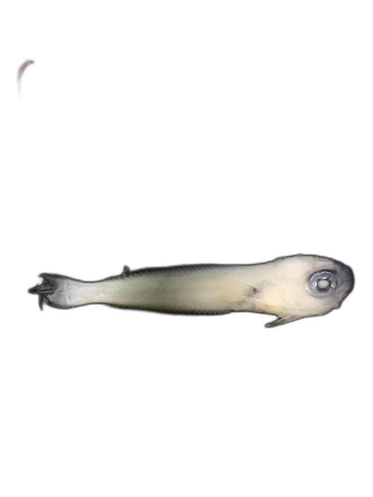 Specimen image