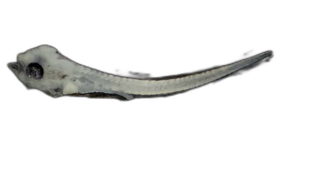 Specimen image