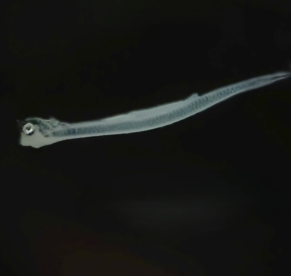 Specimen image