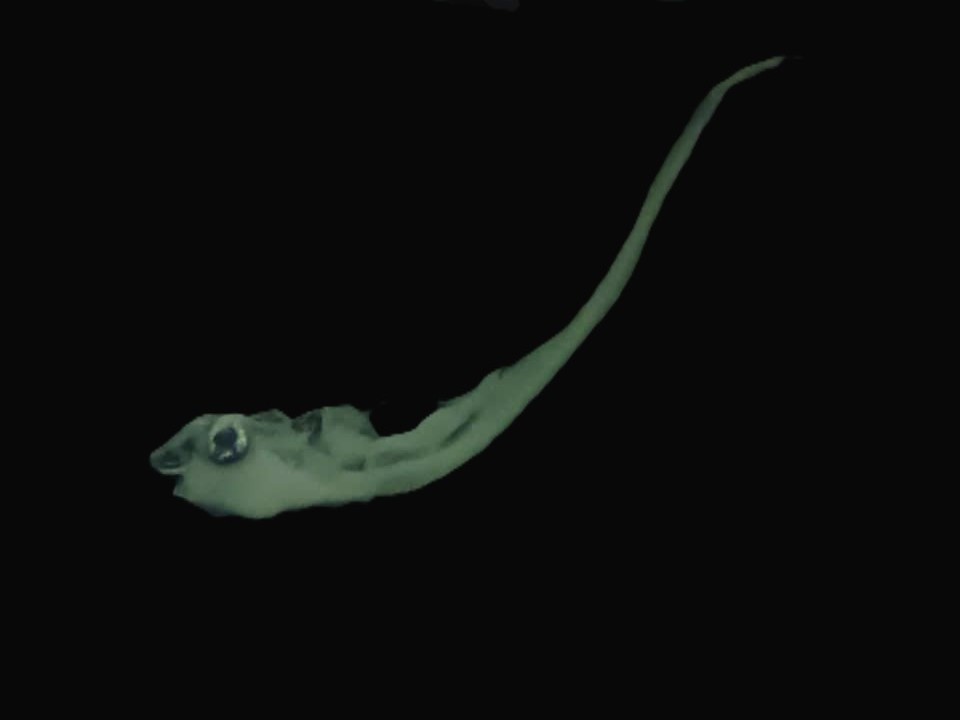 Specimen image