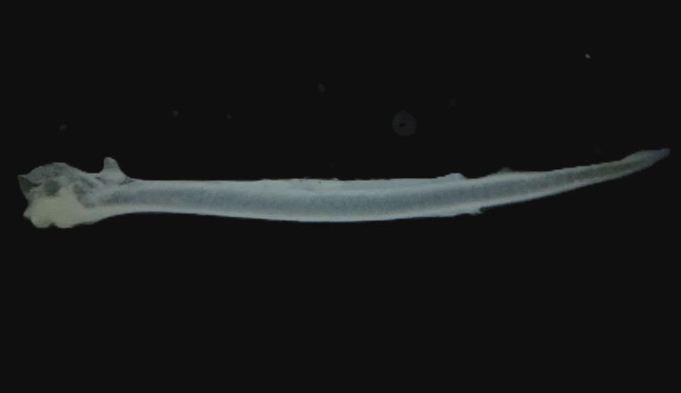 Specimen image