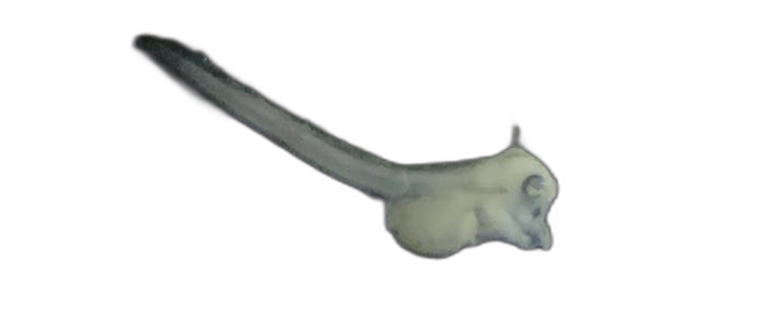 Specimen image