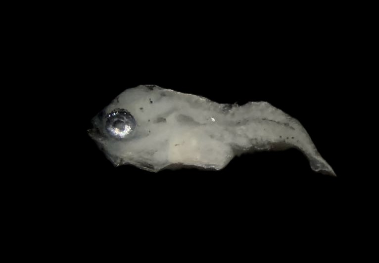 Specimen image