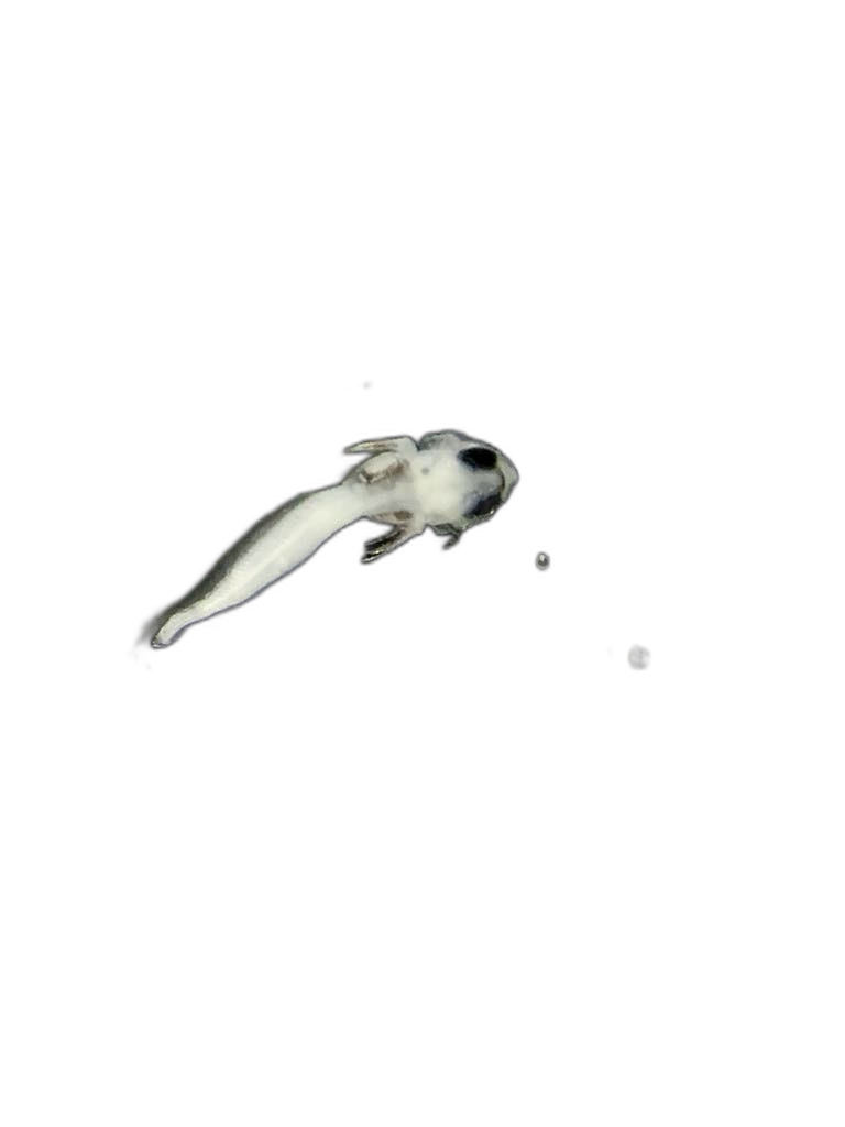 Specimen image