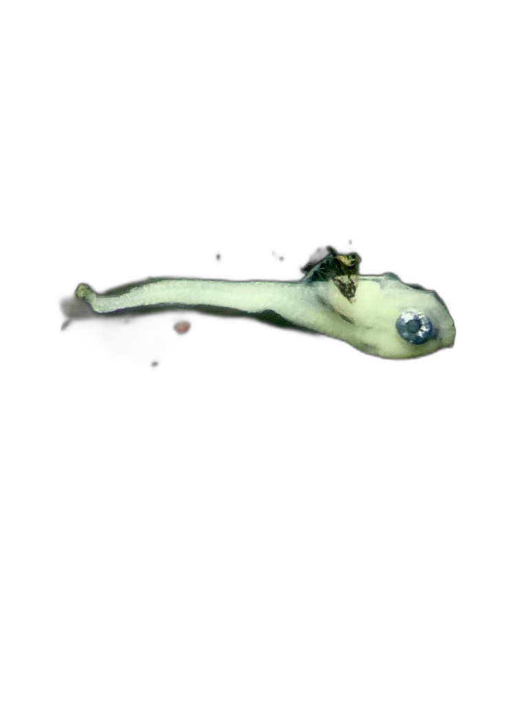 Specimen image
