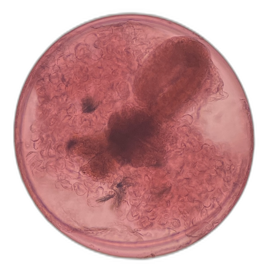 Specimen image