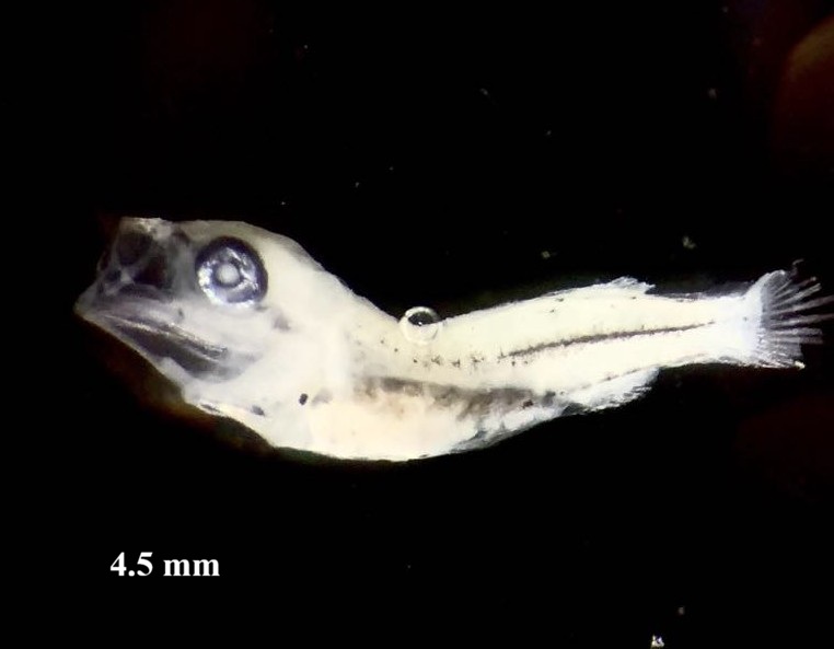 Specimen image