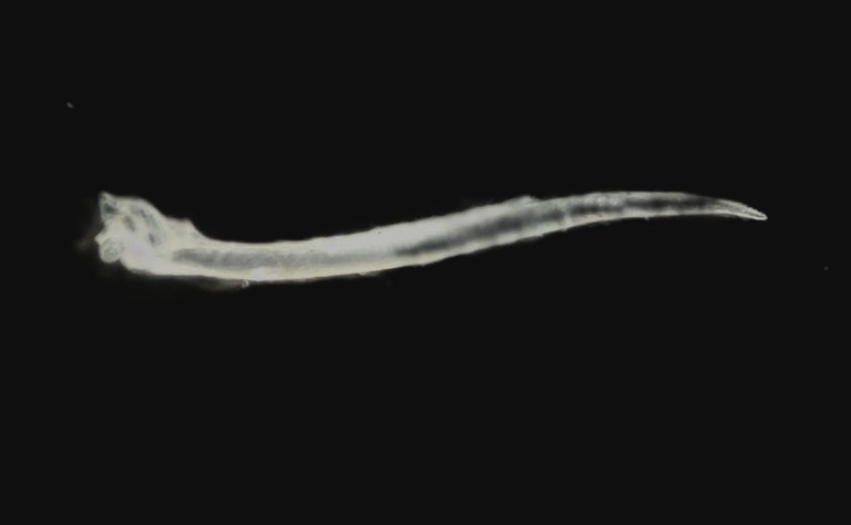 Specimen image