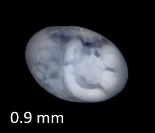 Specimen image