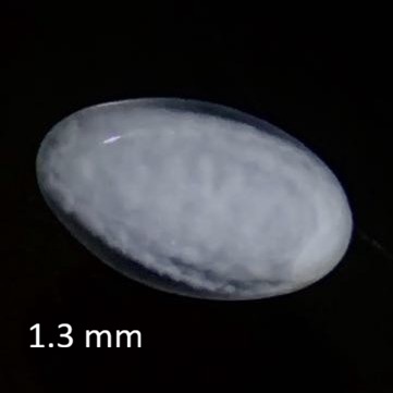 Specimen image