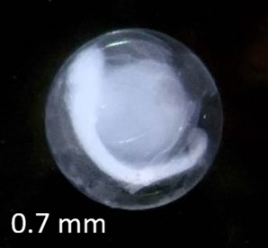 Specimen image