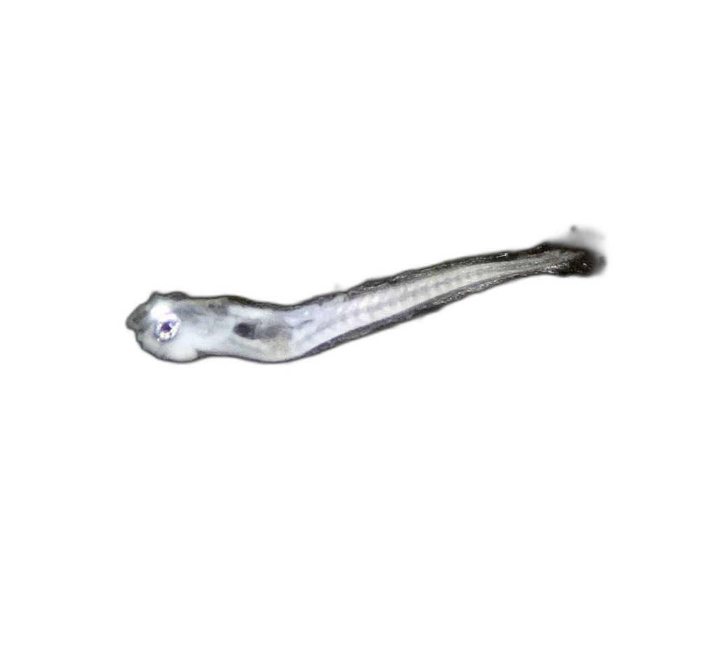 Specimen image