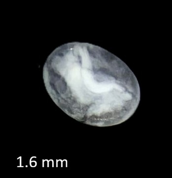 Specimen image