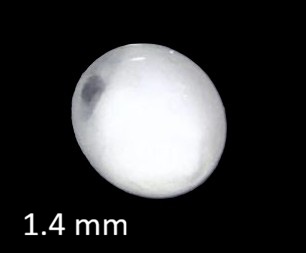 Specimen image