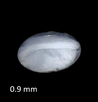 Specimen image