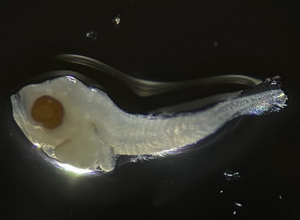 Specimen image