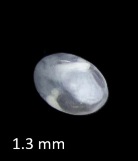 Specimen image
