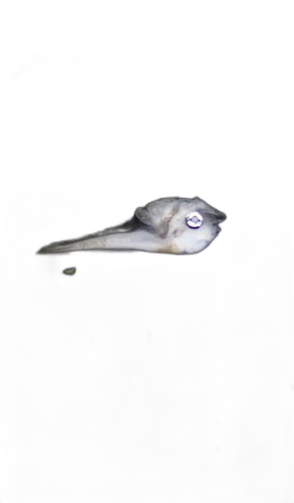 Specimen image