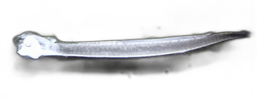 Specimen image
