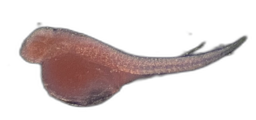 Specimen image