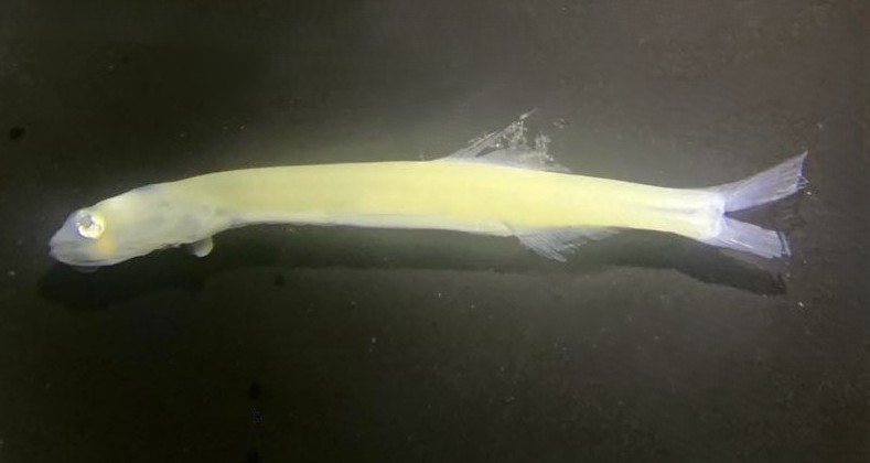 Specimen image