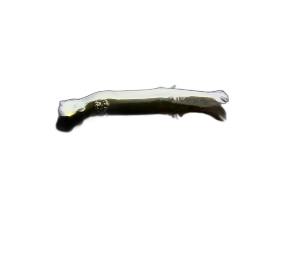 Specimen image