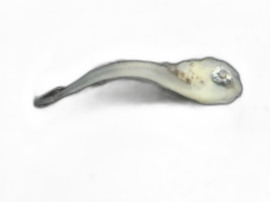 Specimen image