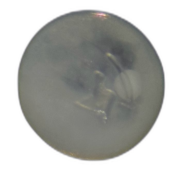 Specimen image