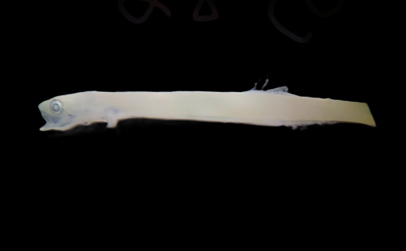 Specimen image