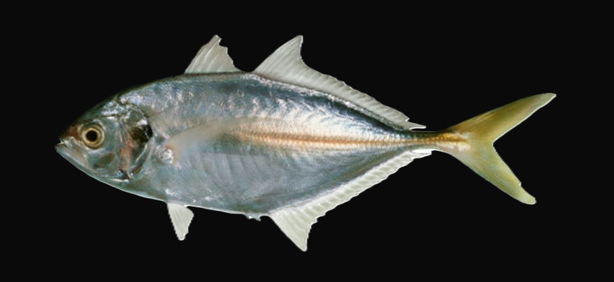 Alepes djedaba — adult